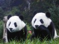 /album/animales/oso-panda-en-peligro-jpg/