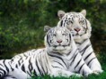 /album/animales/animales-en-peligro-de-extincion-22295-jpg/