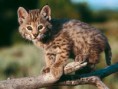/album/animales/animales-en-peligro-de-extincion-690-400x300-jpg/
