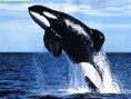 /album/animales/orca-jpg/